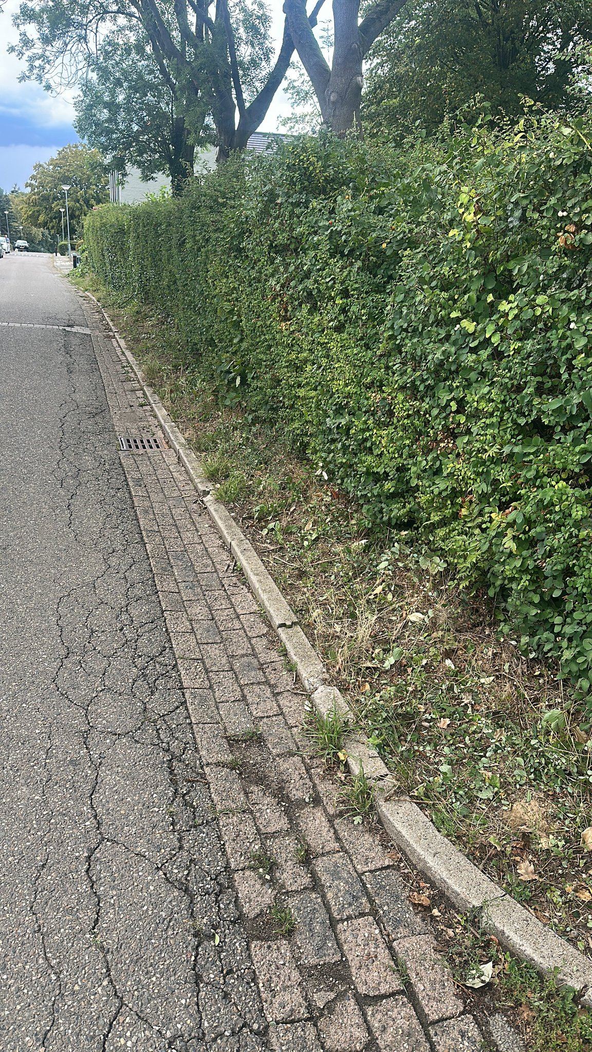 bomen-kappen